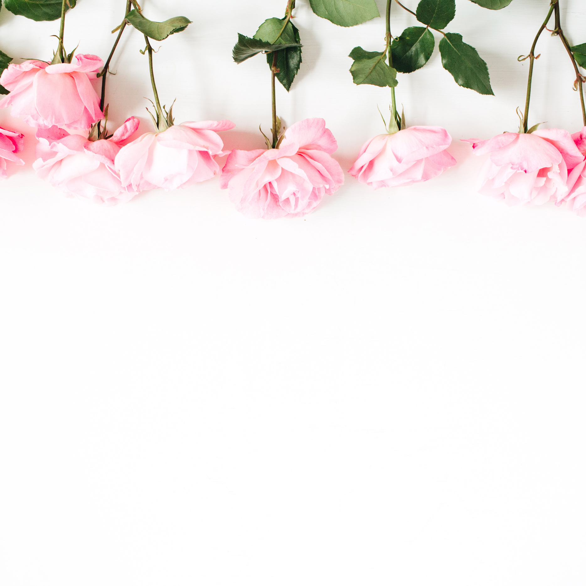 Pink Flowers on White Background